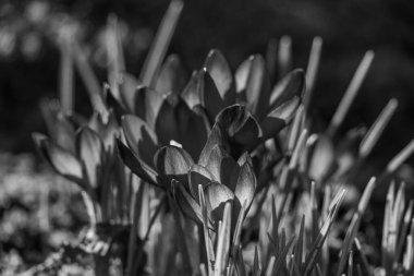 Westphalia 'da ilkbahar başları