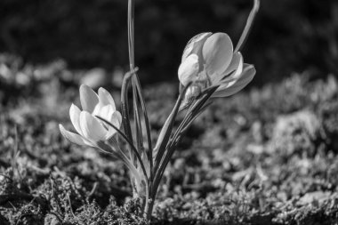 Westphalia 'da ilkbahar başları