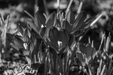 Westphalia 'da ilkbahar başları