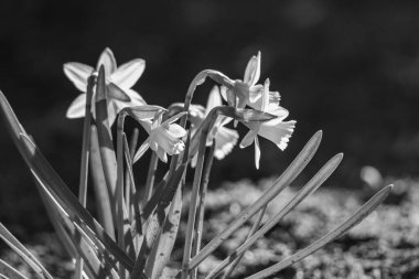 Westphalia 'da ilkbahar başları