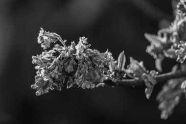 Westphalia 'da ilkbahar başları