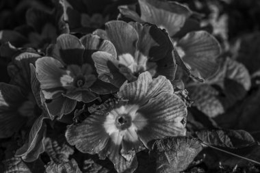 Westphalia 'da ilkbahar başları