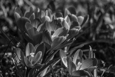 Westphalia 'da ilkbahar başları