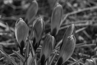 Westphalia 'da ilkbahar başları