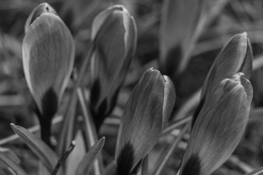 Westphalia 'da ilkbahar başları