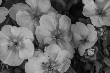 Westphalia 'da ilkbahar başları