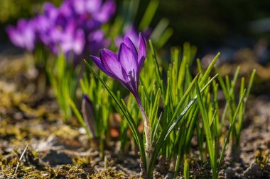 Westphalia 'da ilkbahar başları