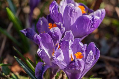 Westphalia 'da ilkbahar başları