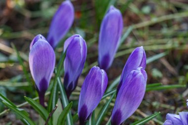 Westphalia 'da ilkbahar başları