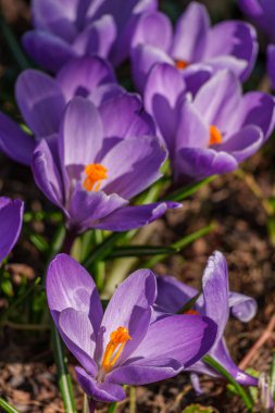 Westphalia 'da ilkbahar başları