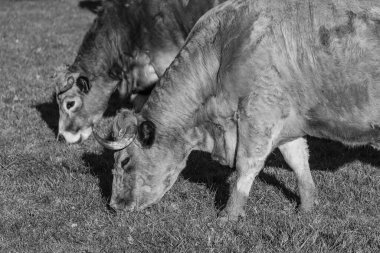 İlkbahar zamanı Almanya 'da inekler ve koyunlar