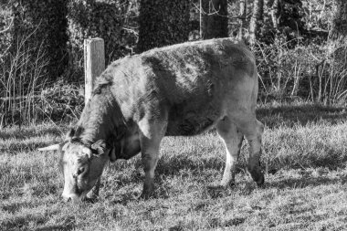 İlkbahar zamanı Almanya 'da inekler ve koyunlar