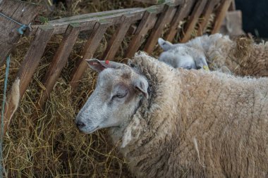 İlkbahar zamanı Almanya 'da inekler ve koyunlar