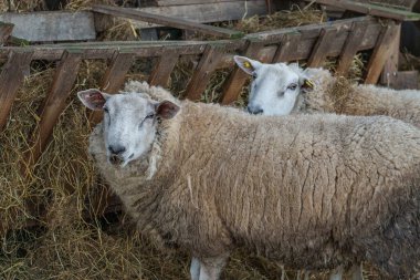 İlkbahar zamanı Almanya 'da inekler ve koyunlar