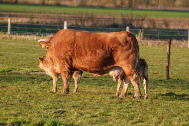 İlkbahar zamanı Almanya 'da inekler ve koyunlar