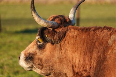İlkbahar zamanı Almanya 'da inekler ve koyunlar