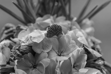 Bahar zamanı Barlo 'da Bocholt yakınlarındaki Westphalia' da