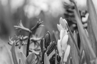 Bahar zamanı Barlo 'da Bocholt yakınlarındaki Westphalia' da