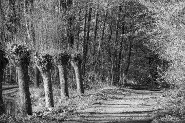 İlkbaharda Gescher yakınlarında bir gölde yürüyüş.