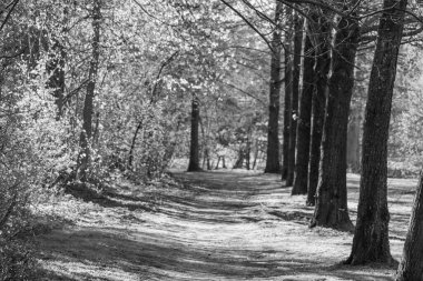 İlkbaharda Gescher yakınlarında bir gölde yürüyüş.