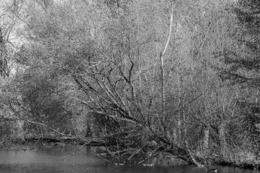 İlkbaharda Gescher yakınlarında bir gölde yürüyüş.