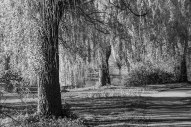 İlkbaharda Gescher yakınlarında bir gölde yürüyüş.