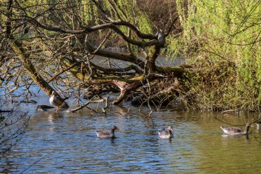 İlkbaharda Gescher yakınlarında bir gölde yürüyüş.