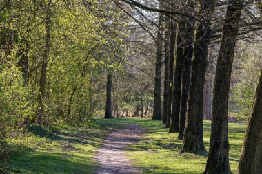 İlkbaharda Gescher yakınlarında bir gölde yürüyüş.