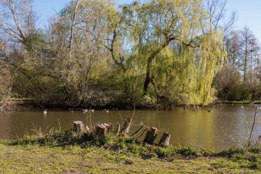 İlkbaharda Gescher yakınlarında bir gölde yürüyüş.