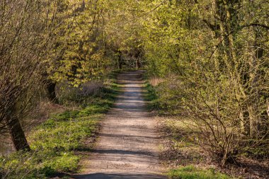 Alman Muensterland 'inde bahar geldi.