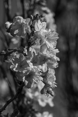 Alman Muensterland 'inde bahar geldi.