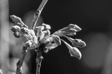 Alman Muensterland 'inde bahar geldi.