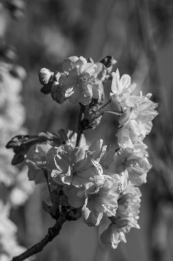 Alman Muensterland 'inde bahar geldi.