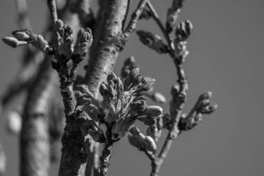 Alman Muensterland 'inde bahar geldi.