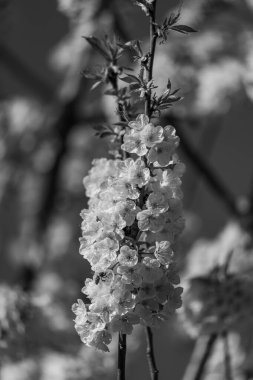 Alman Muensterland 'inde bahar geldi.