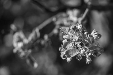 Alman Muensterland 'inde bahar geldi.