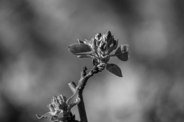 Alman Muensterland 'inde bahar geldi.