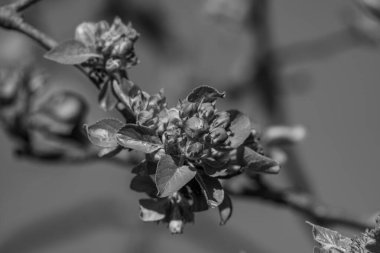 Alman Muensterland 'inde bahar geldi.