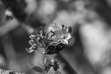 Alman Muensterland 'inde bahar geldi.