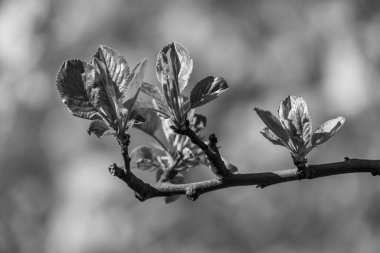 Alman Muensterland 'inde bahar geldi.