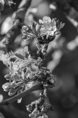 Alman Muensterland 'inde bahar geldi.