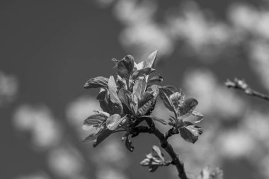 Alman Muensterland 'inde bahar geldi.