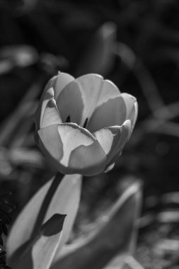 Alman Muensterland 'inde bahar geldi.