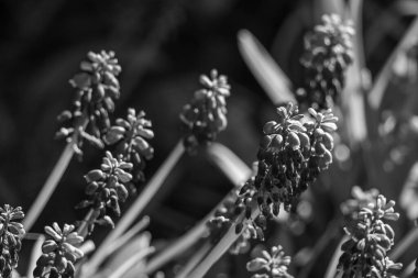 Alman Muensterland 'inde bahar geldi.