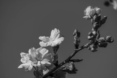 Alman Muensterland 'inde bahar geldi.