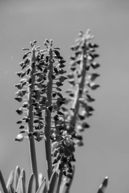Alman Muensterland 'inde bahar geldi.