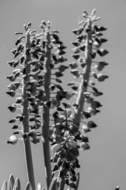 Alman Muensterland 'inde bahar geldi.