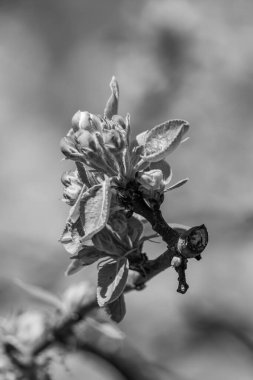 Alman Muensterland 'inde bahar geldi.