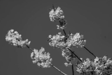 Alman Muensterland 'inde bahar geldi.