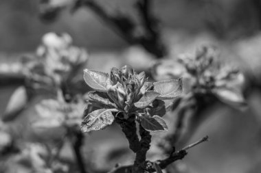 Alman Muensterland 'inde bahar geldi.